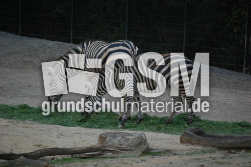 Zebras.jpg